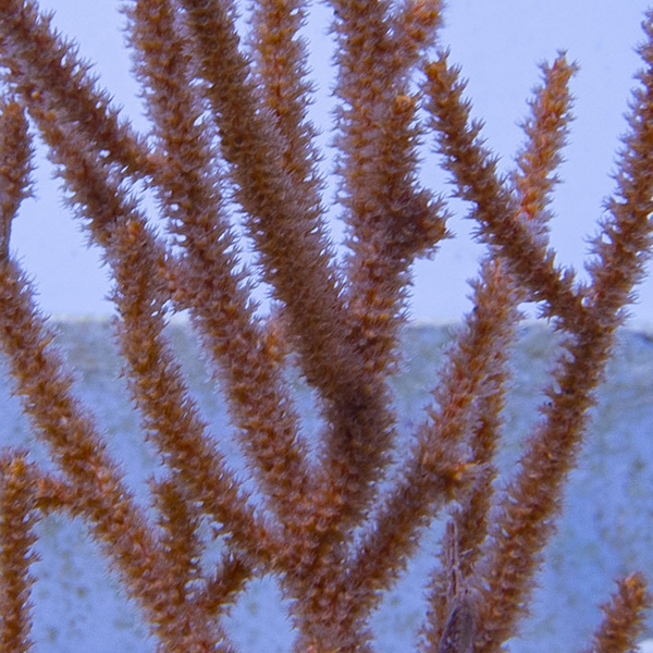 Rusty Gorgonian